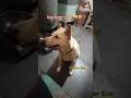 No Reaction 🤣🤣 Dog funny moments #doglover542 #viral #trending #ytshorts #whatsappstatus #video 🔥😱