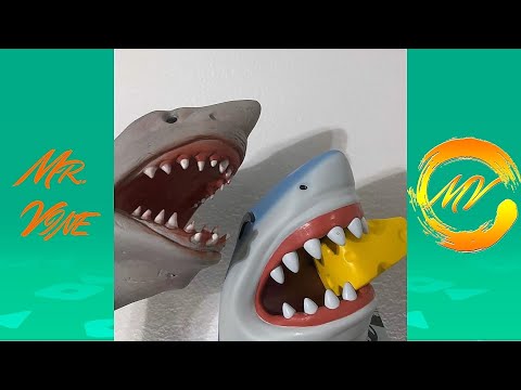 Shark Puppet Funny Instagram Videos - NEW @SharkPuppet  Vines 2021