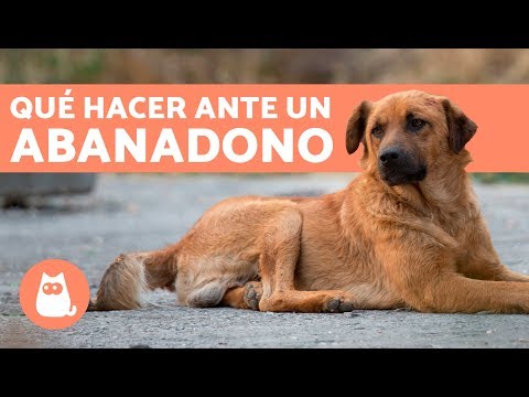 Video: Qué hacer cuando encuentras un perro callejero