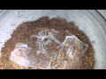 Monocentropus balfouri sling feeding