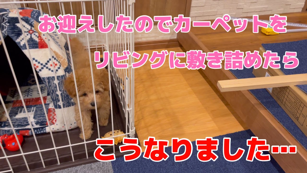 お迎えして初めてリビング開放したら〇〇になりました【トイプードル