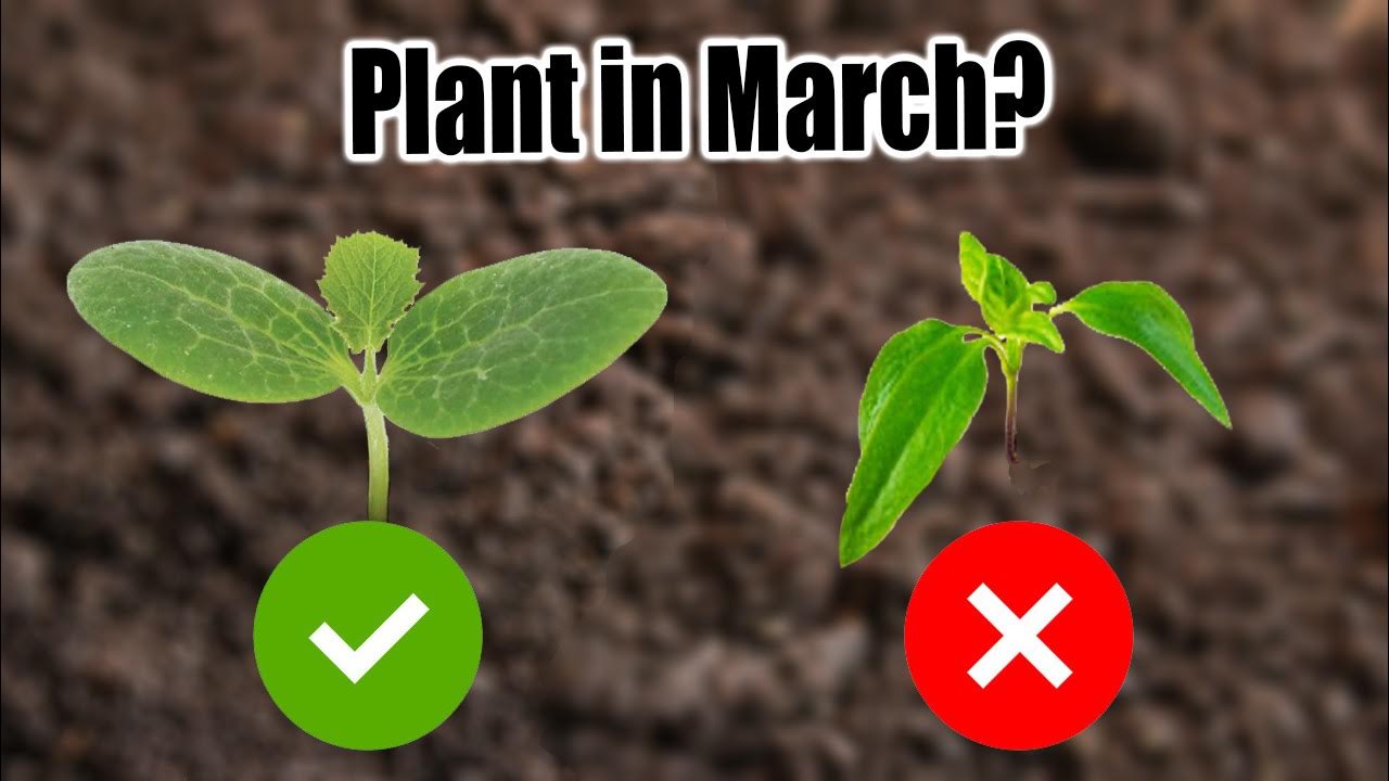 What To Plant In March In Virginia What To Plant In March In Virginia