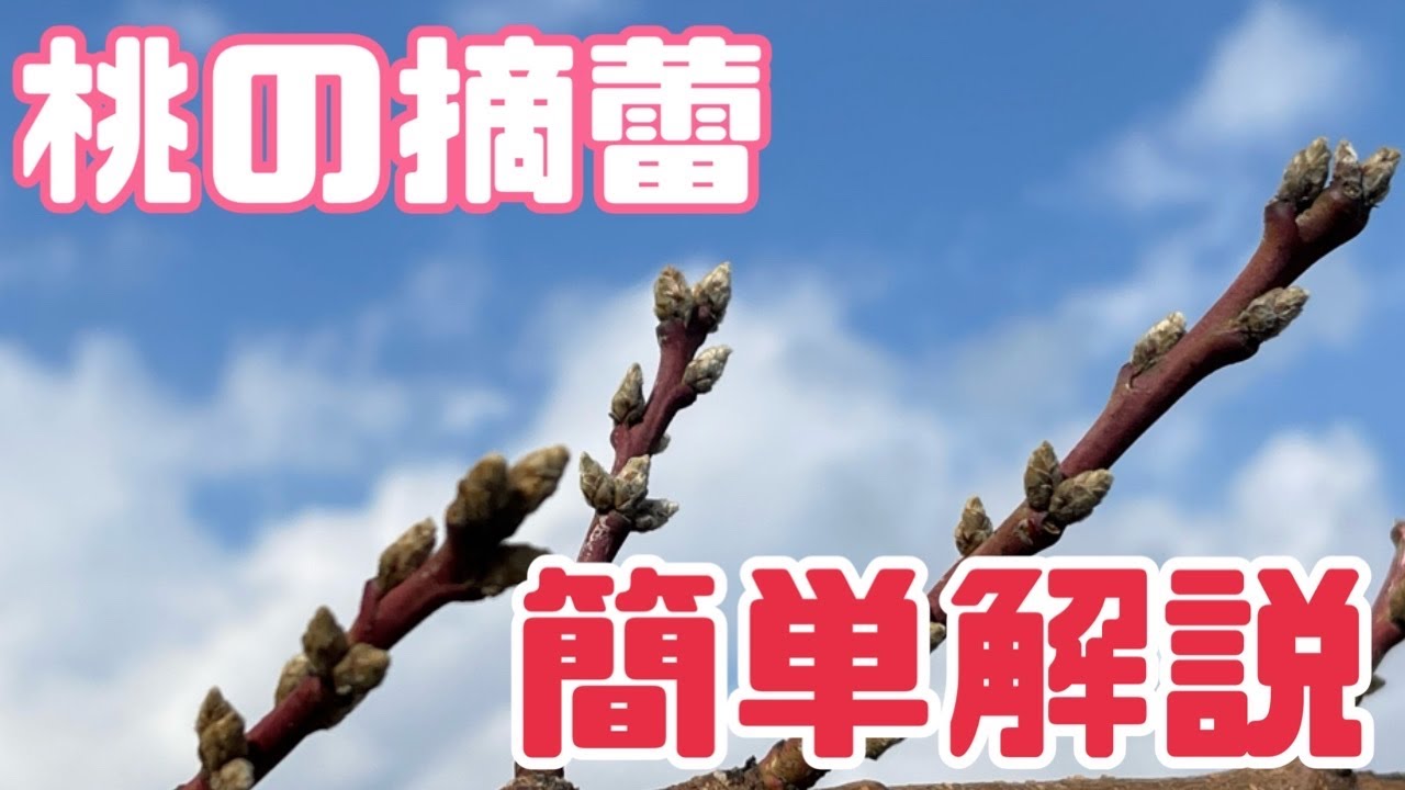 ♯235【桃の摘蕾】芽の落とし方・芽の残し方を簡単解説！