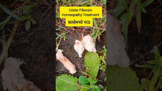 Cow Udder Fibrosis Treatment L