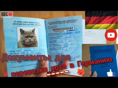 59).Документы для перевозки кота за границу. Поздние переселенцы. Германия