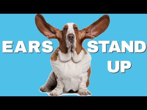 this-sound-compilation-will-make-dogs-ears-stand-up