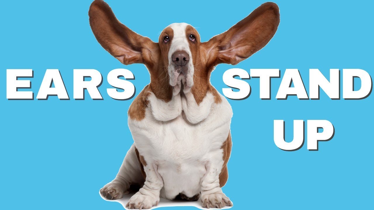 why dogs raise their ears