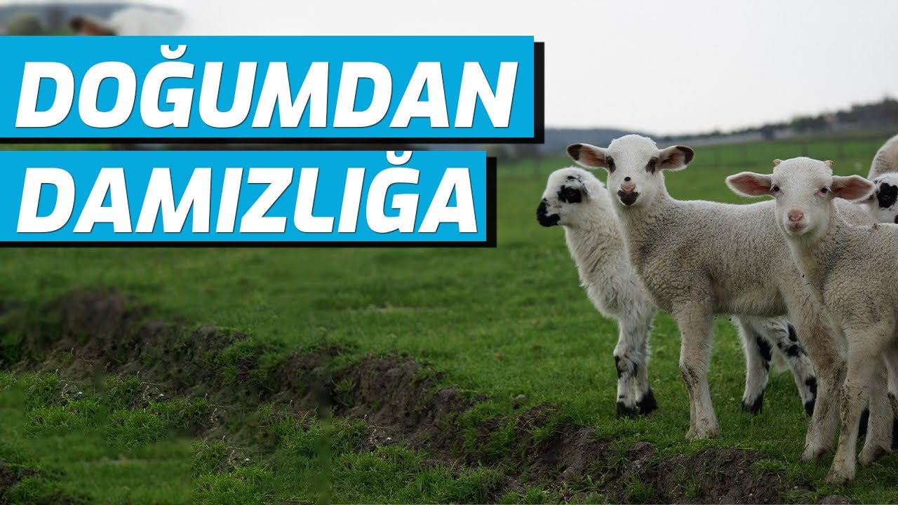 DOĞUMDAN DAMIZLIĞA KADAR HER ŞEY | EROL ARSLAN'LA KÜÇÜKBAŞ SAĞLIĞI