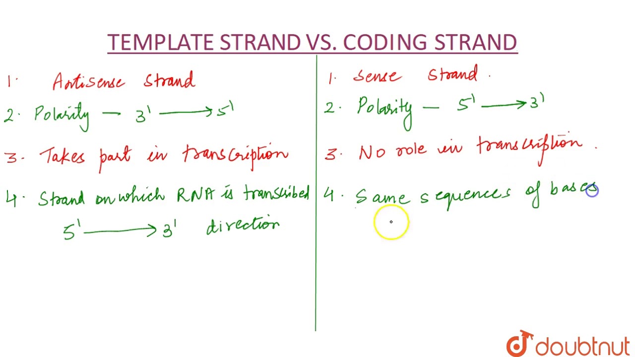 Template Strand And Coding Strand