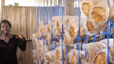 THE MUSHROOM STORY - A NEW DOCUMENTARY