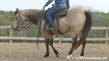 Blue Drift Bucky - walk, jog, lope-offs, turns! - ValleyViewRanch.net