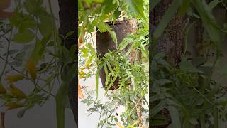 Nature-Inspired Fern Mounting DIY #gardeningartzone