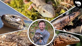 Top 5 Tegu Lizards You Didn't Know Existed