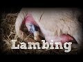 Katahdin Sheep Giving Birth