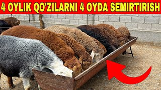 3000 MIN SO'M BILAN QO'ZILARNI 4 OYDA SEMIRTIRISH SIRLAR OCHILDI