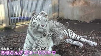 ホワイトタイガー Youtube