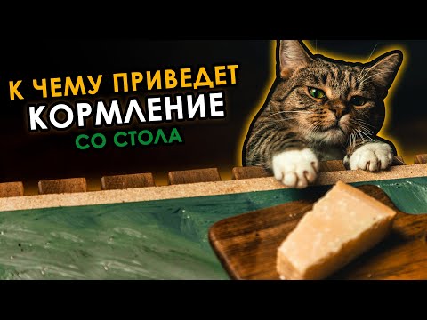 Ваш питомец попрошайничает? Что будет если кормить кошку или собаку со стола? Отвечает ветеринар.