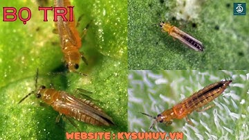 CYGOLD 95EW – GIẢI PHÁP ĐÁNH BAY RẦY RỆP GÂY HẠI - 0776.400.038 #cygold95ew