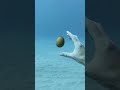 What will  happens if you break egg at the bottom of ocean?