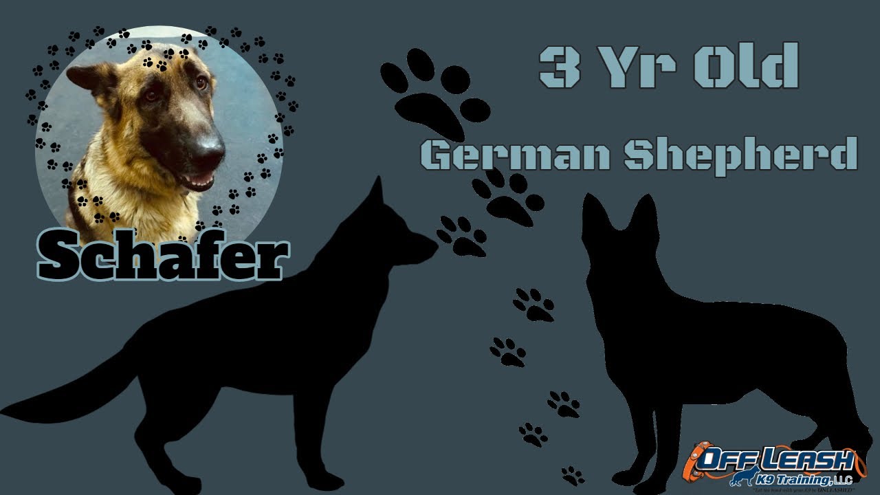 3yo GSD (Schafer) | Board and Train 