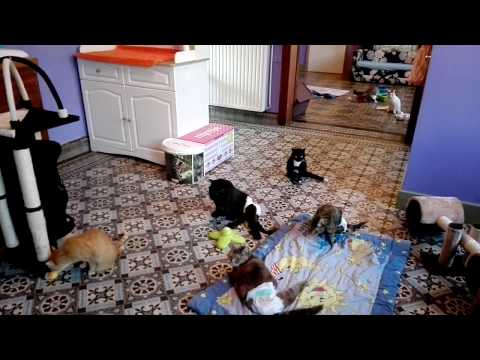Video: Teckel Adopteert Verlamde Kat