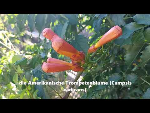 Video: Trumpet Vine Blooming - Was tun bei nicht blühenden Trompetenreben?