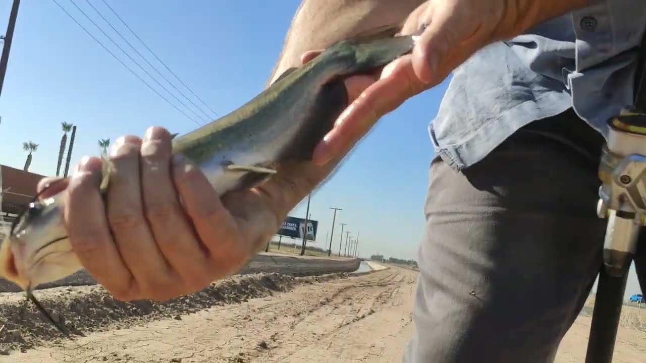 Catch more catfish in the Imperial Valley YouTube