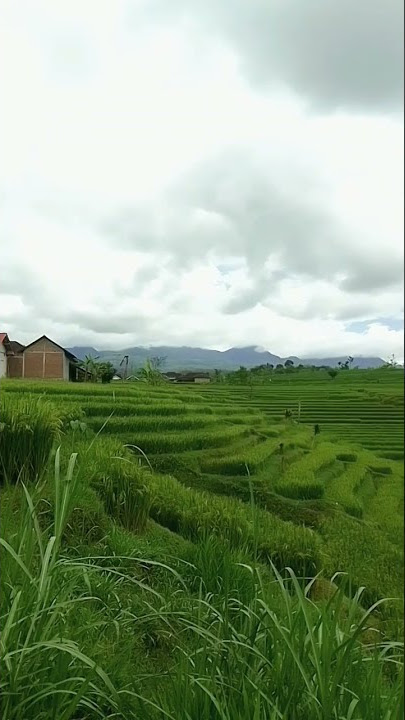 Sawah Pertanian || Tanaman Padi #shorts #sawah #pemandangansawah