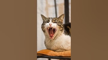 The Secret Language of Cats: Decoding Your Feline Friend