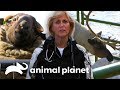 Animais de fazenda no Alasca | Dra. Dee: Veterinária do Alasca | Animal Planet Brasil