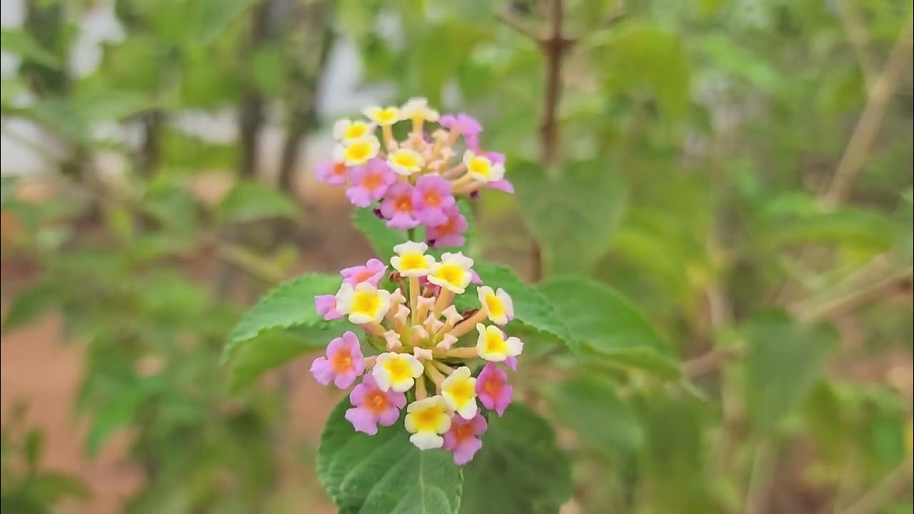 Who doesn't like flowers that bloom in the wild and they are not like