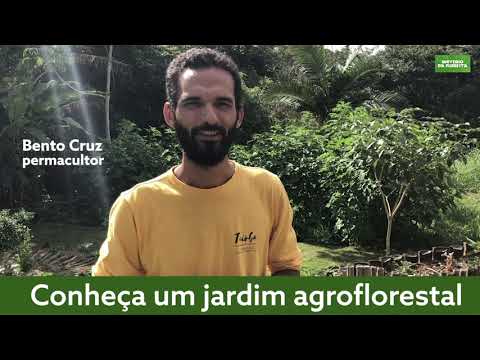 Vídeo: Aprenda sobre jardins florestais: como plantar um jardim florestal comestível