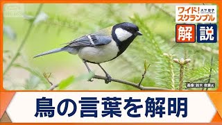 鳥の言葉を解明「集まれ」「ヘビだ」の鳴き声とは？世界が注目する動物言語学者の研究【ワイド！スクランブル】(2025年11月20日)