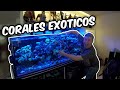 Esta es la colección de CORALES mas EXCUSIVOS y EXOTICOS - Mario Blogs