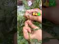 How to petunia flower seeds collect ✅😊 #youtube #trending #nature #flowers #petunia #ytshorts