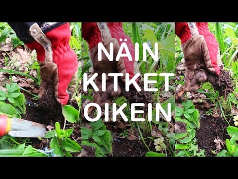 Kitke oikein! | Taistelu vuohenputkea vastaan | Puutarhurin vinkki