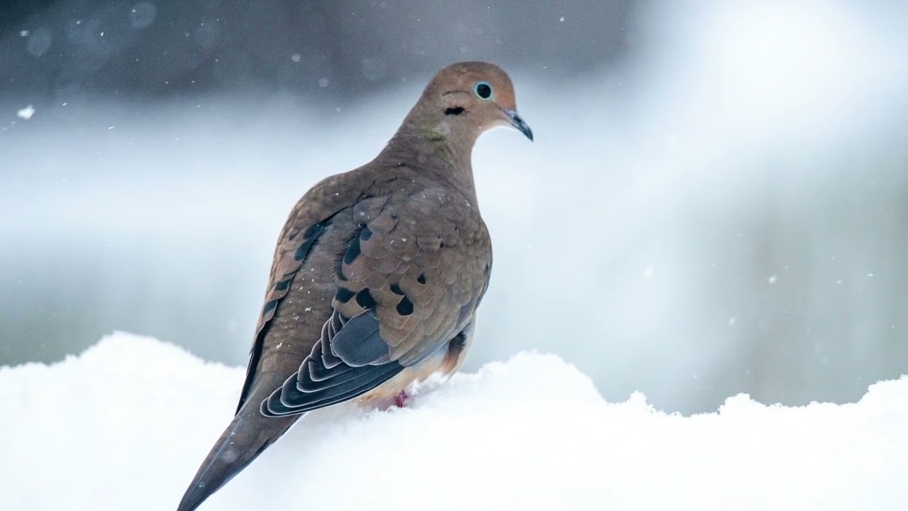 Backyard Birds during Winter Storm Olena (2/21) New Jersey, USA