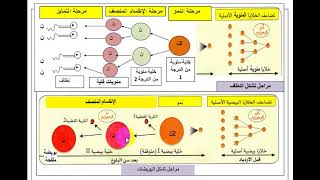 مقارنة بين تشكل النطاف و تشكل البويضات