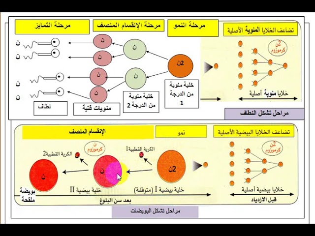 مقارنة بين تشكل النطاف و تشكل البويضات