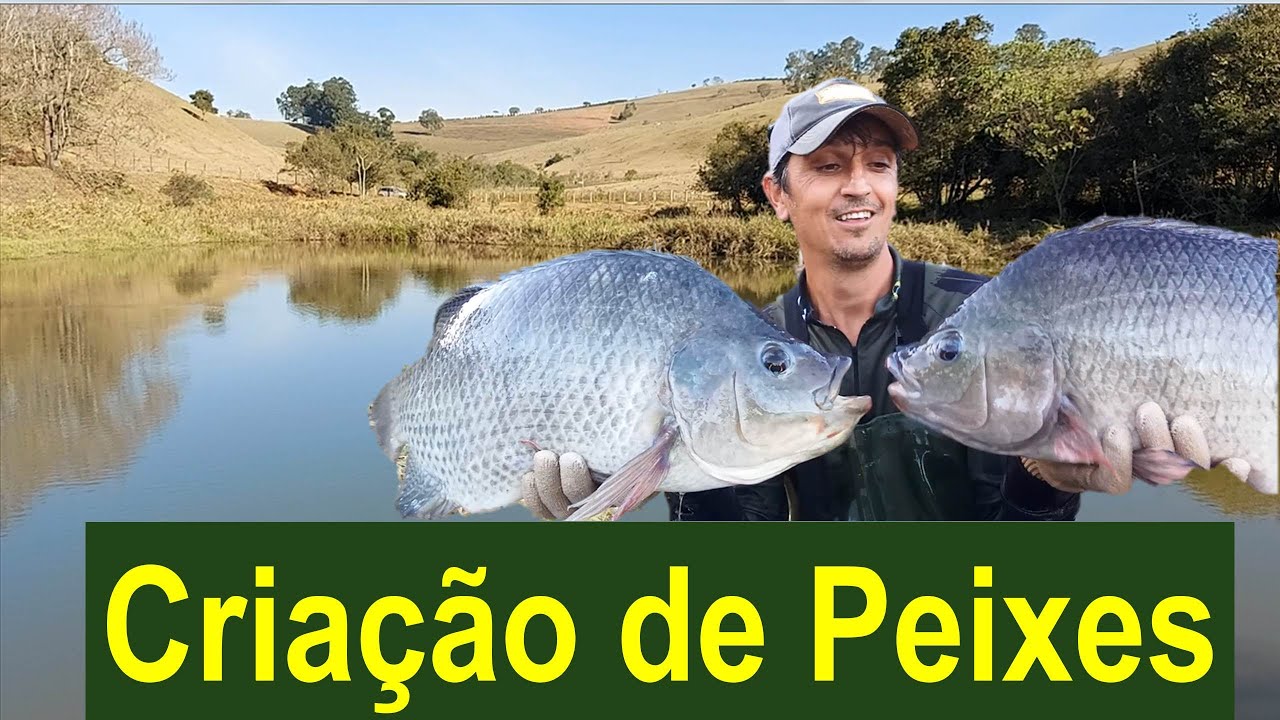 Criação de Peixes. Cultivo extensivo de Tilápias e outros peixes funciona??