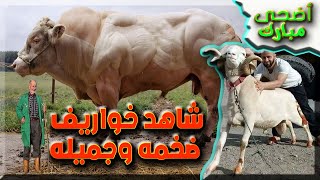 عيد الأضحى كل عام وانتم بخير/ خواريف وعجول ضخمة