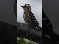 Japanese pygmy woodpecker | Japanese Wild Birds #japan #nature #wildbirds