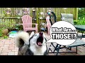 Meeka The Husky Reacts To Bubbles! (SHE GOT SCARED!) 🤣