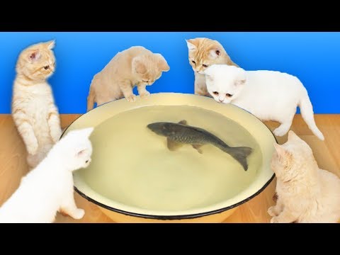 वीडियो: बिल्लियों को मछली क्यों नहीं दी जानी चाहिए
