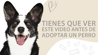 Lo que debes saber antes de adoptar un perro | Selena Mendivil by Selena Mendivil 1,127 views 3 years ago 5 minutes, 14 seconds