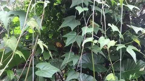 Cây chìa vôi Huyền thoại điều trị thoát vị đĩa đệm, thoái hóa - 0976 836 586