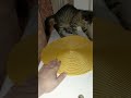 #котвася #смешныекоты #cat #cats #catlover #приколысживотными