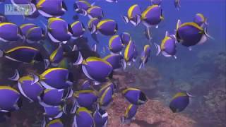 paracanthurus wikivisually