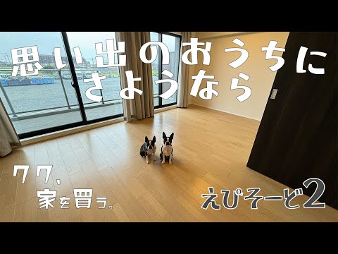 【ボストンテリア】クク家を買う🏠えぴそーど2