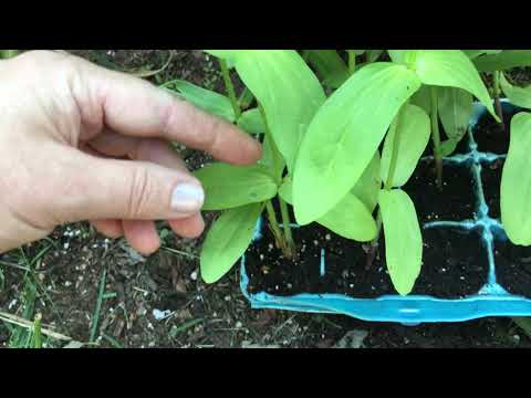 How Tall Do Zinnias Grow Uk - Can You Grow Zinnias In Pots?